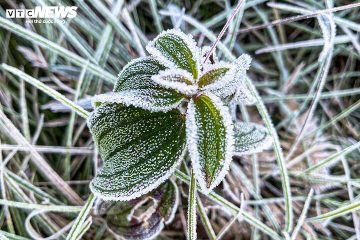 Y T&yacute; xuất hiện băng gi&aacute;, những t&aacute;n c&acirc;y rừng đẹp kỳ ảo- Ảnh 4.