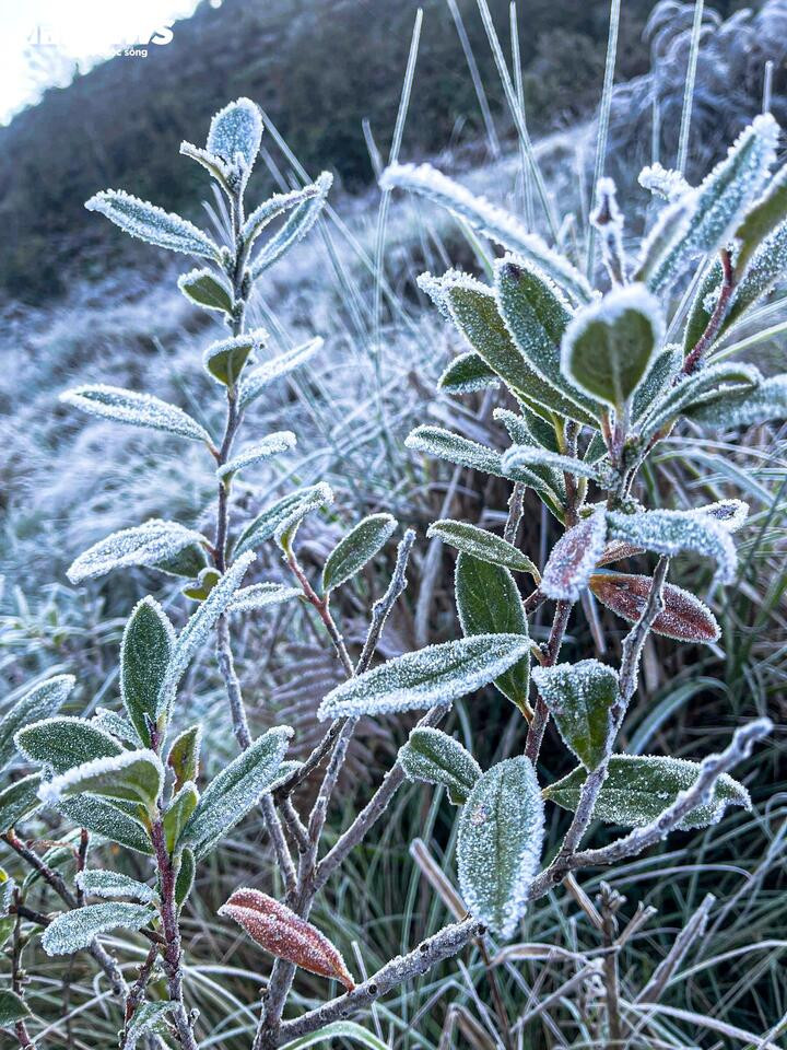 Y T&yacute; xuất hiện băng gi&aacute;, những t&aacute;n c&acirc;y rừng đẹp kỳ ảo- Ảnh 5.