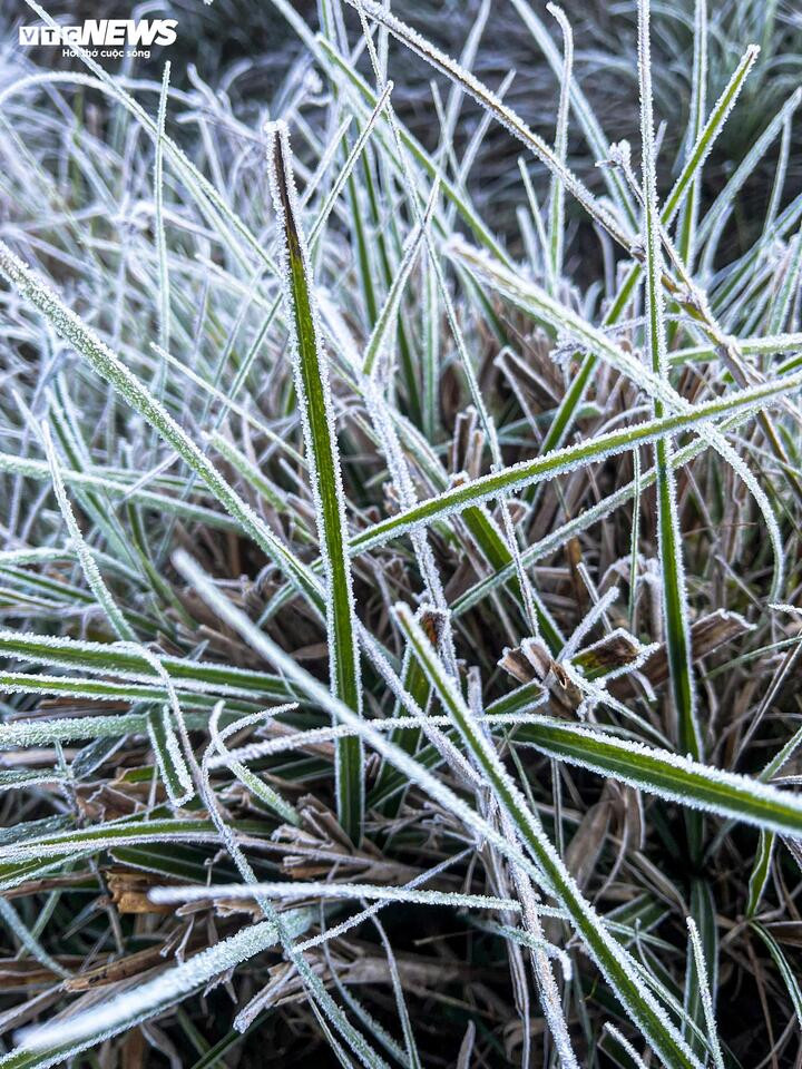 Y T&yacute; xuất hiện băng gi&aacute;, những t&aacute;n c&acirc;y rừng đẹp kỳ ảo- Ảnh 6.