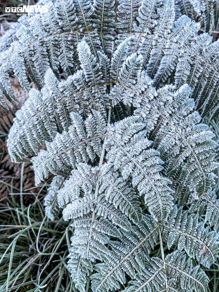 Y T&yacute; xuất hiện băng gi&aacute;, những t&aacute;n c&acirc;y rừng đẹp kỳ ảo- Ảnh 1.