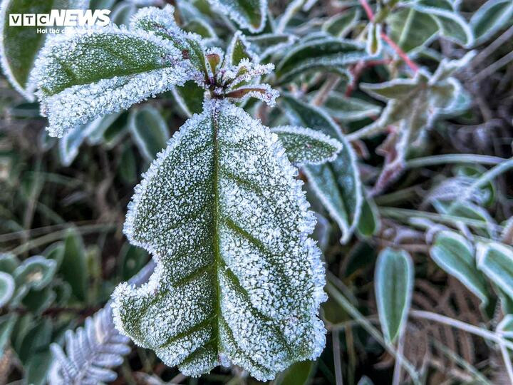 Y T&yacute; xuất hiện băng gi&aacute;, những t&aacute;n c&acirc;y rừng đẹp kỳ ảo- Ảnh 7.