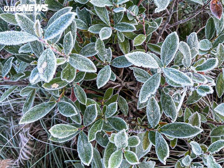 Y T&yacute; xuất hiện băng gi&aacute;, những t&aacute;n c&acirc;y rừng đẹp kỳ ảo- Ảnh 2.