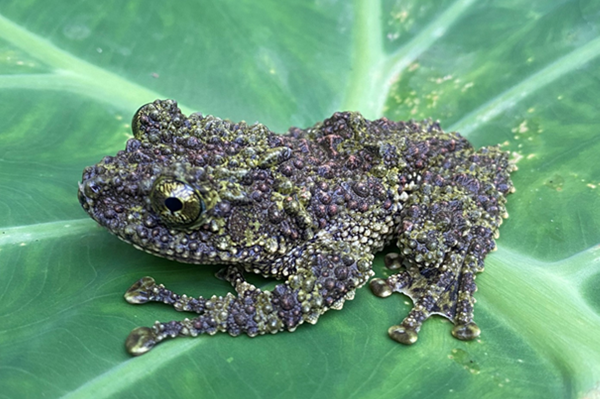 Loài ếch kỳ dị xuất hiện tại một khu rừng ở Thanh Hóa- Ảnh 1.