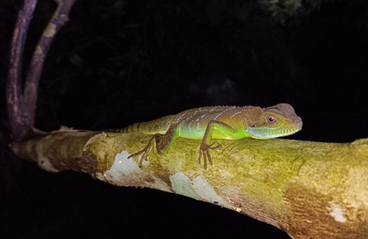 Loài ếch kỳ dị xuất hiện tại một khu rừng ở Thanh Hóa- Ảnh 2.