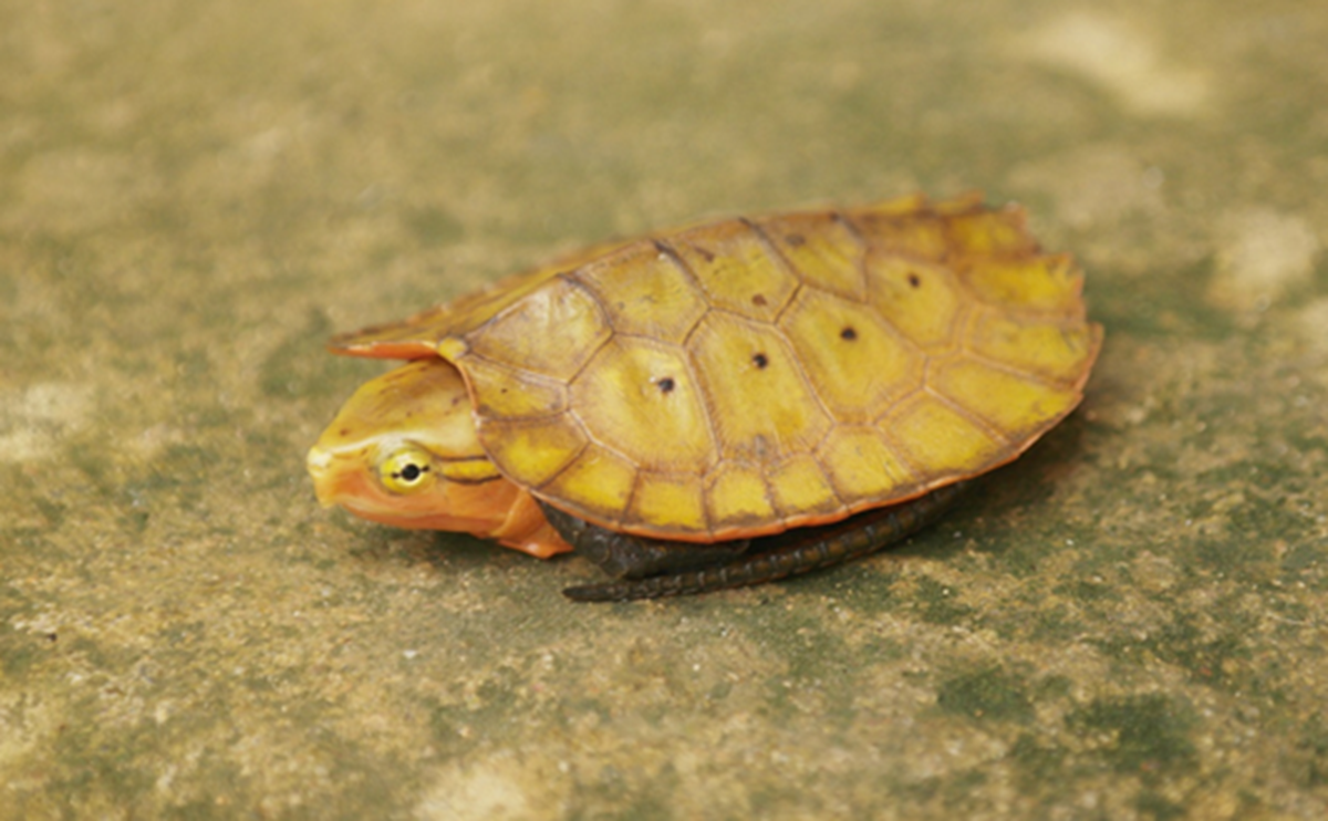 Loài ếch kỳ dị xuất hiện tại một khu rừng ở Thanh Hóa- Ảnh 3.