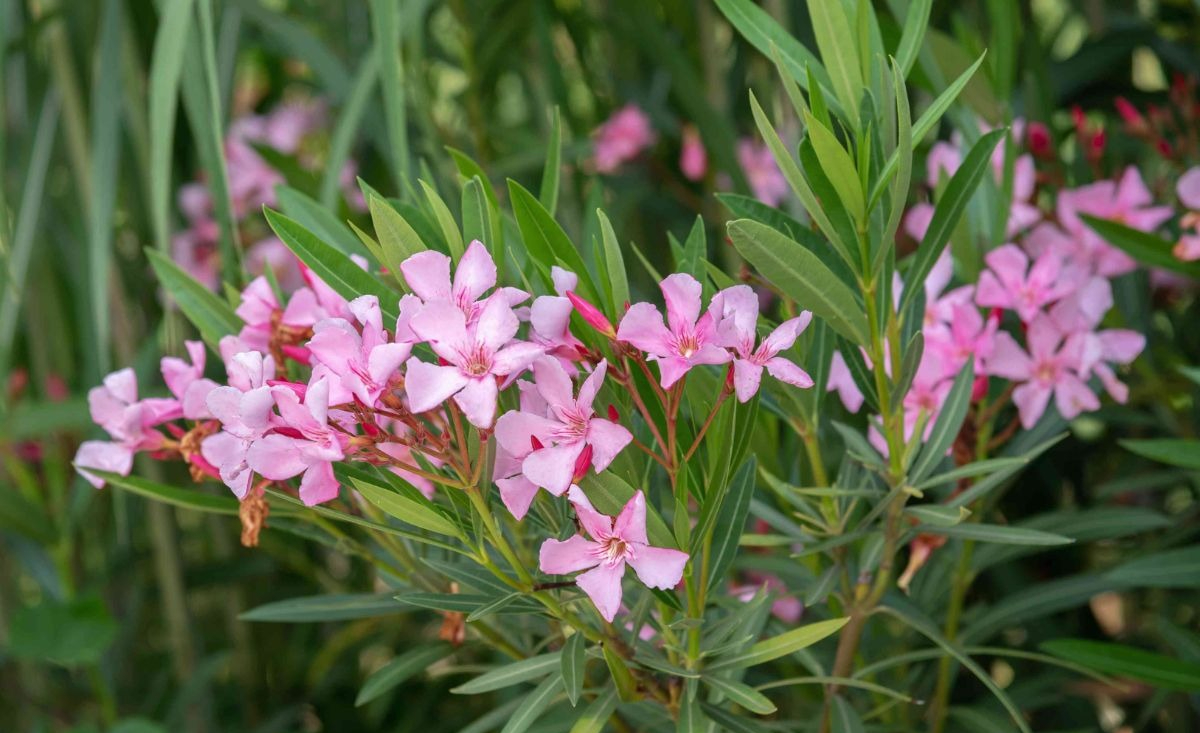 Nhà đang yên ấm thì đừng trồng 4 cây này kẻo tiền bạc đội nón ra đi- Ảnh 2. Nhà đang yên ấm thì đừng trồng 4 cây này kẻo tiền bạc đội nón ra đi- Ảnh 2.
