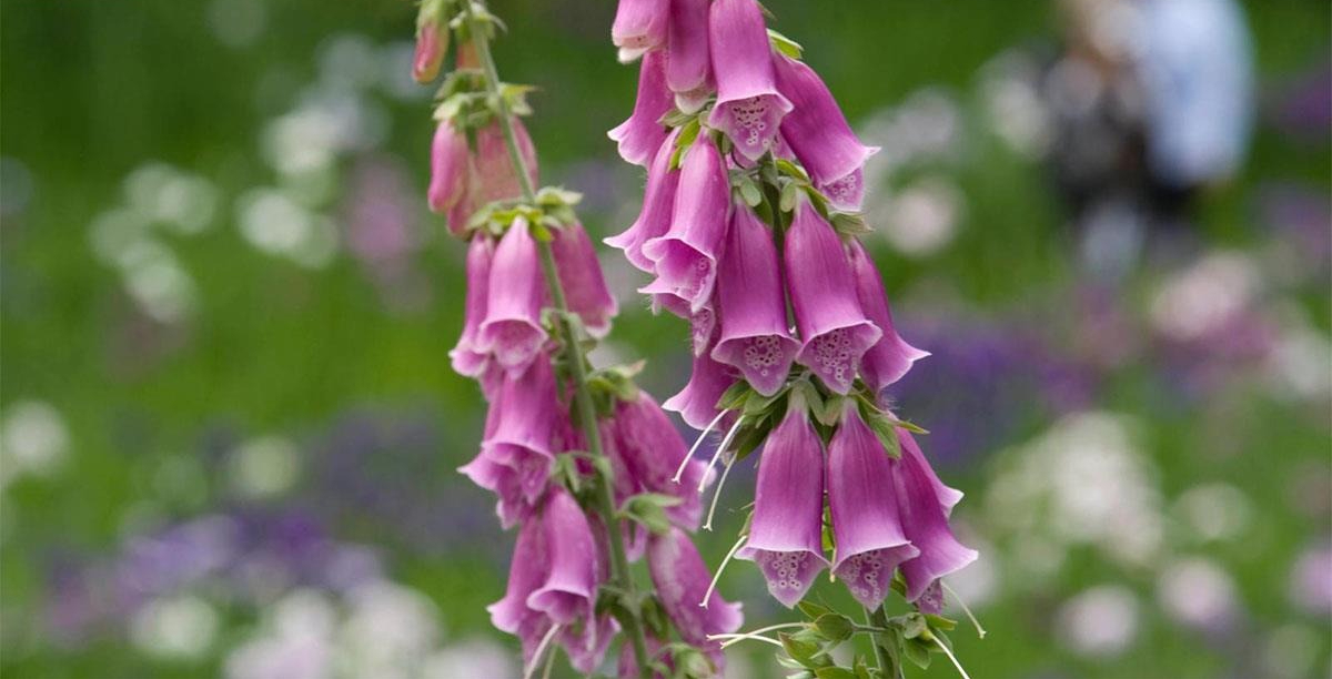 Nhà đang yên ấm thì đừng trồng 4 cây này kẻo tiền bạc đội nón ra đi- Ảnh 4. Nhà đang yên ấm thì đừng trồng 4 cây này kẻo tiền bạc đội nón ra đi- Ảnh 4.