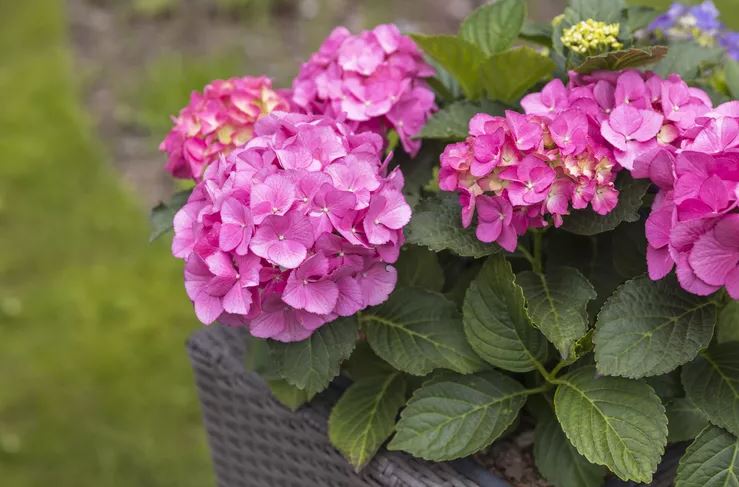 8 loại cây không bao giờ nên trồng trong nhà- Ảnh 8. 8 loại cây không bao giờ nên trồng trong nhà- Ảnh 8.