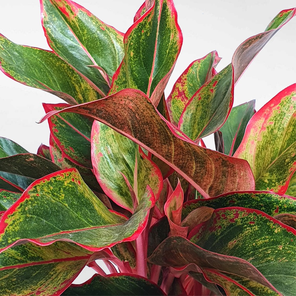 Bí mật của cây phú quý trong không gian thờ tự- Ảnh 1.