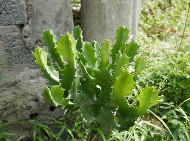 Nhà đang yên ấm thì đừng trồng 4 cây này kẻo tiền bạc đội nón ra đi- Ảnh 1. Nhà đang yên ấm thì đừng trồng 4 cây này kẻo tiền bạc đội nón ra đi- Ảnh 1.