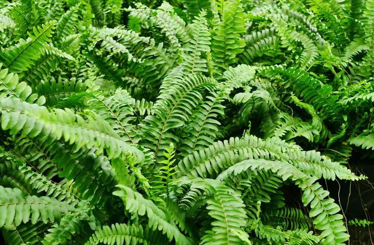 8 loại cây không bao giờ nên trồng trong nhà- Ảnh 7. 8 loại cây không bao giờ nên trồng trong nhà- Ảnh 7.