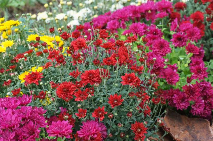 8 loại cây không bao giờ nên trồng trong nhà- Ảnh 2. 8 loại cây không bao giờ nên trồng trong nhà- Ảnh 2.