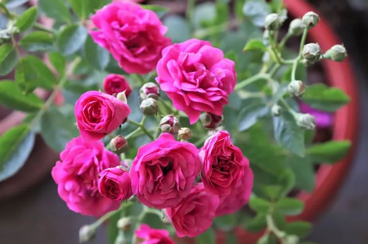 8 loại cây không bao giờ nên trồng trong nhà- Ảnh 3. 8 loại cây không bao giờ nên trồng trong nhà- Ảnh 3.