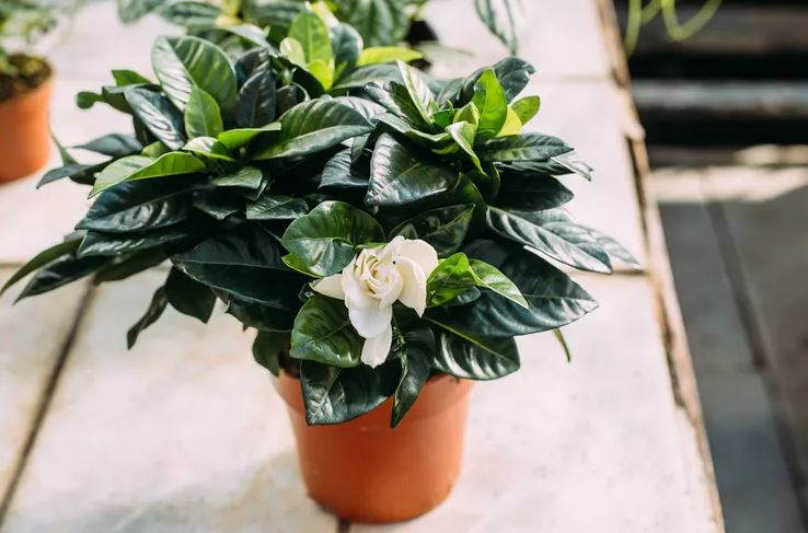 8 loại cây không bao giờ nên trồng trong nhà- Ảnh 1. 8 loại cây không bao giờ nên trồng trong nhà- Ảnh 1.