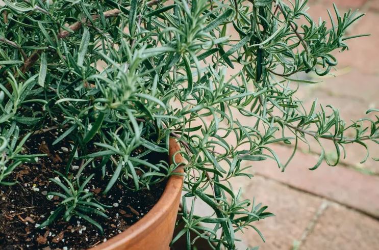 8 loại cây không bao giờ nên trồng trong nhà- Ảnh 5. 8 loại cây không bao giờ nên trồng trong nhà- Ảnh 5.