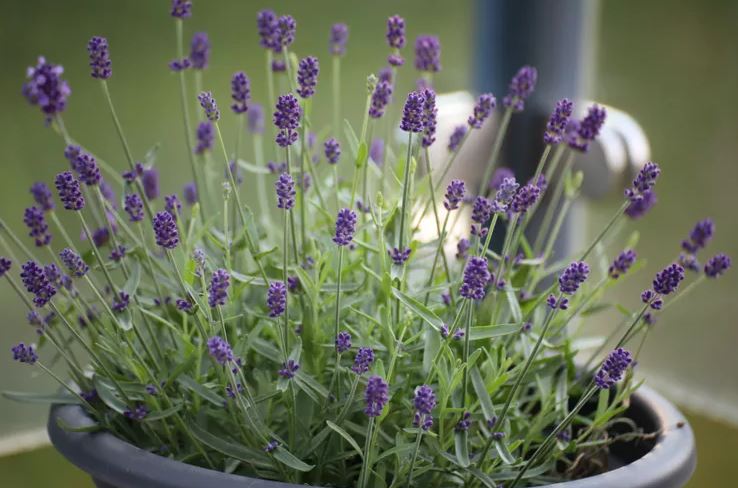 8 loại cây không bao giờ nên trồng trong nhà- Ảnh 4. 8 loại cây không bao giờ nên trồng trong nhà- Ảnh 4.