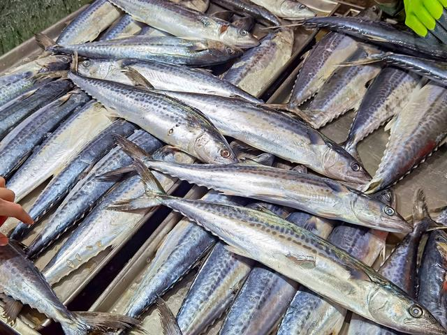 5 loại cá ít xương, không thể nuôi nhân tạo, giá rẻ mà bổ nhất nhì- Ảnh 2.