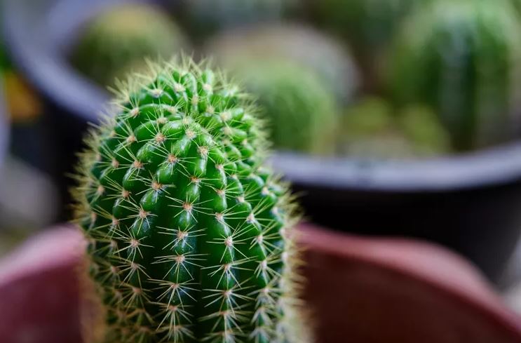 8 loại cây không bao giờ nên trồng trong nhà- Ảnh 6. 8 loại cây không bao giờ nên trồng trong nhà- Ảnh 6.