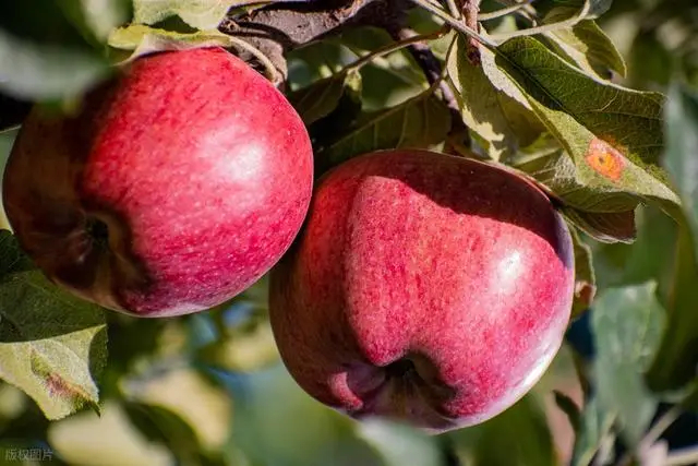 Bác Sĩ Cho Biết - 4 Loại Trái Cây Này Chứa Đầy Kho Báu, Người Trung Niên Và Người Cao Tuổi Nên Ăn Thường Xuyên Để Tăng Cường Miễn Dịch- Ảnh 2.