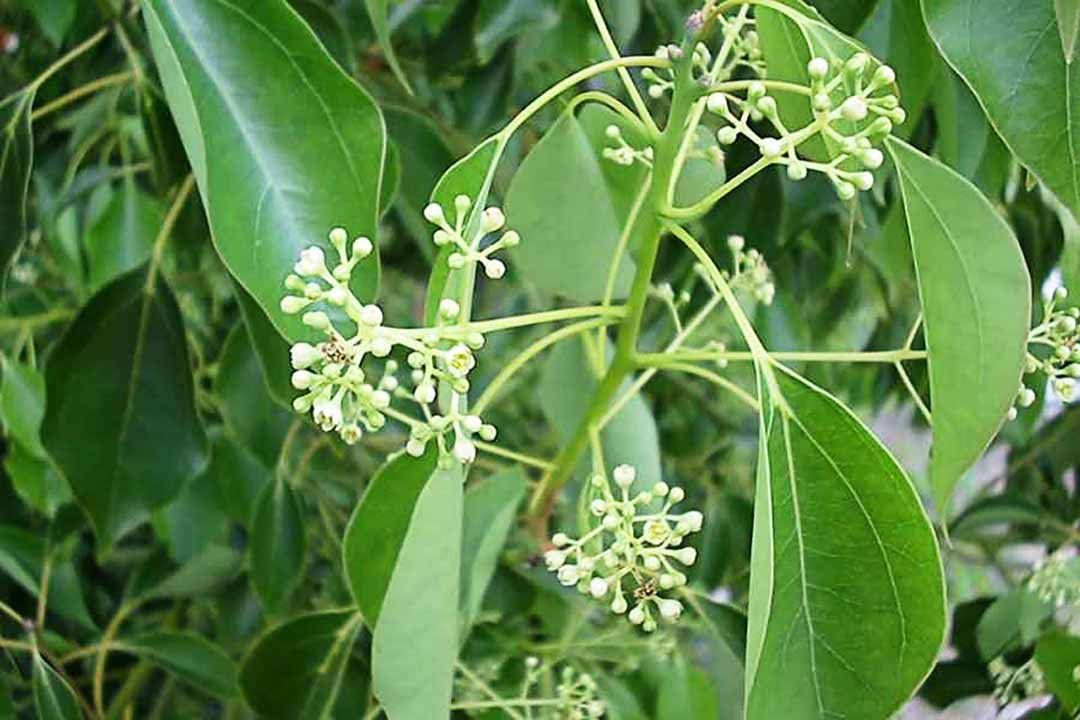 Loại cây "hút" tài lộc, mang lại bình an: Vừa giúp đuổi muỗi, vừa làm thuốc quý - Ảnh 5.