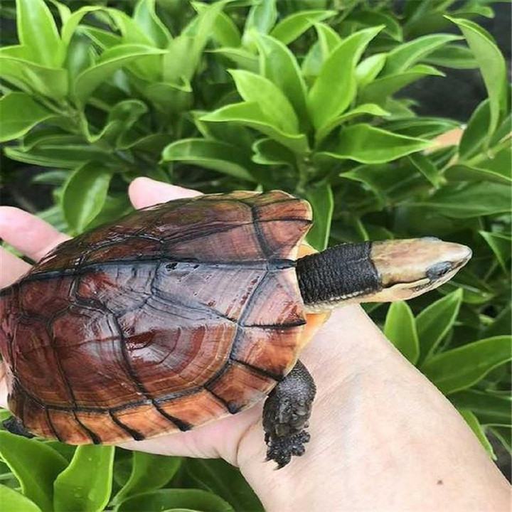 7 dấu hiệu phong thủy tốt cho nhà bạn mang lại may mắn - Ảnh 2.