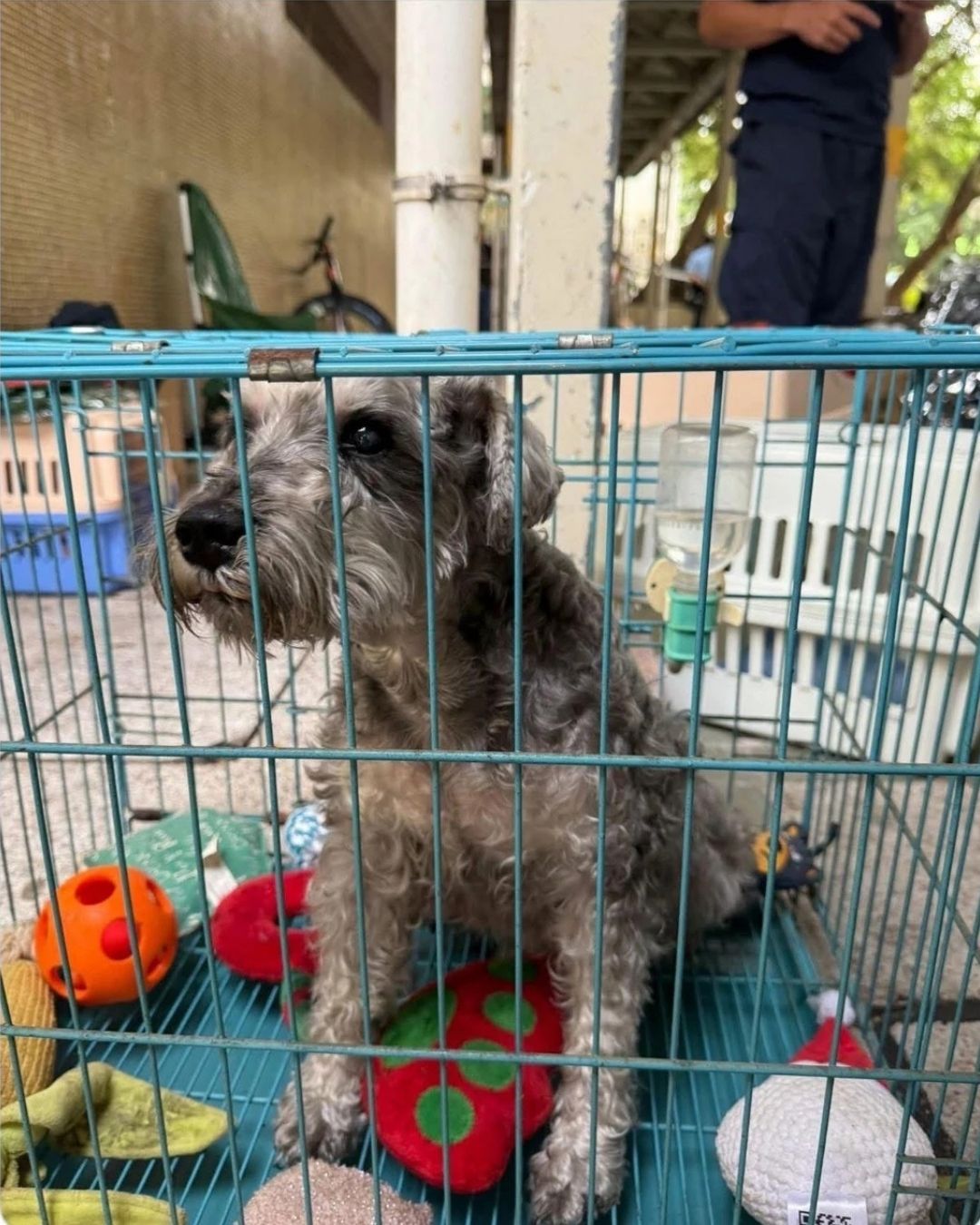 Câu chuyện cảm động về lính cứu hỏa giải cứu thú cưng trong vụ cháy chung cư Hong Kong - Ảnh 5.