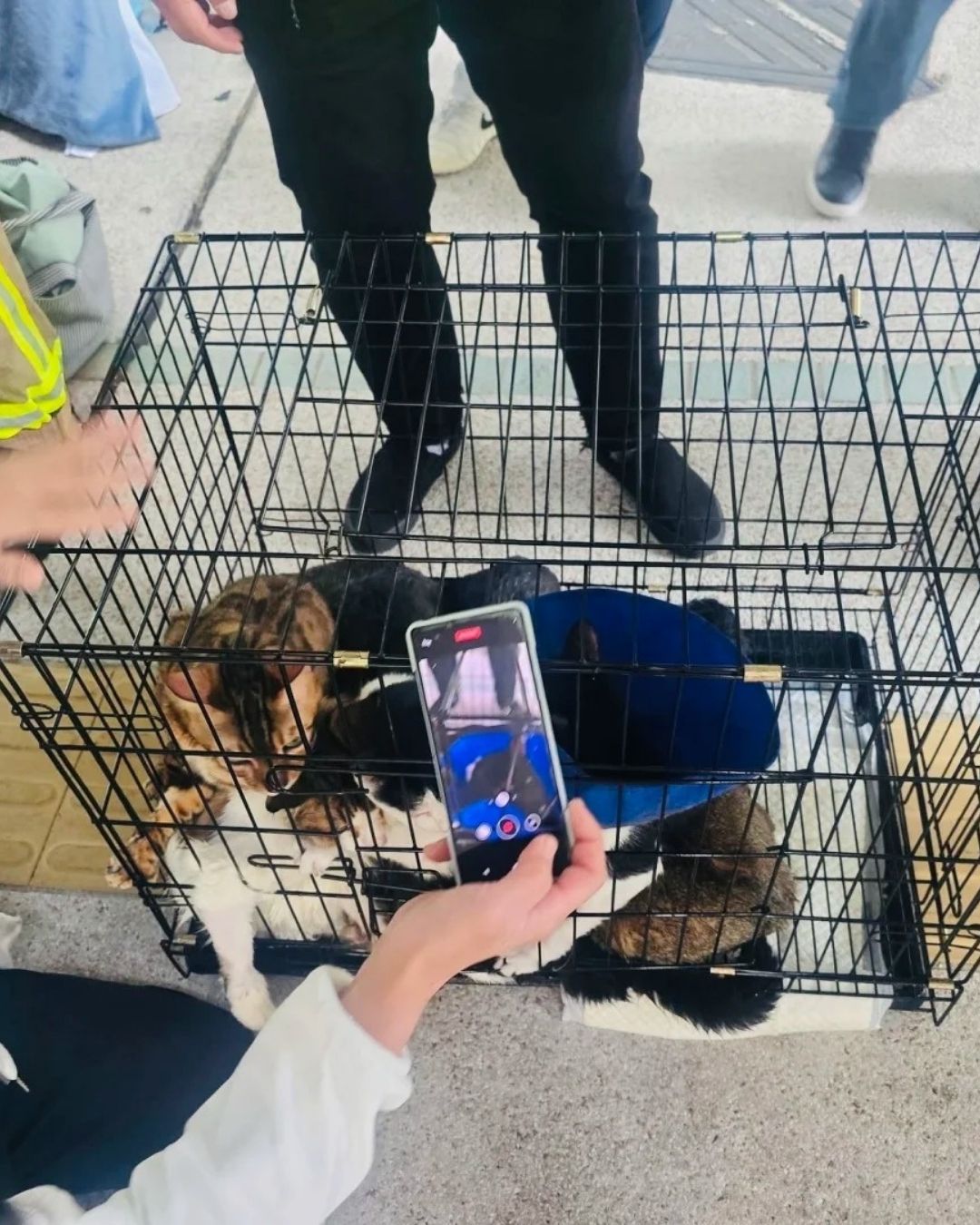 Câu chuyện cảm động về lính cứu hỏa giải cứu thú cưng trong vụ cháy chung cư Hong Kong - Ảnh 4.