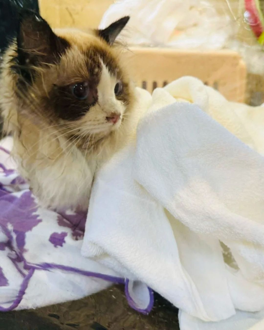 Câu chuyện cảm động về lính cứu hỏa giải cứu thú cưng trong vụ cháy chung cư Hong Kong - Ảnh 7.