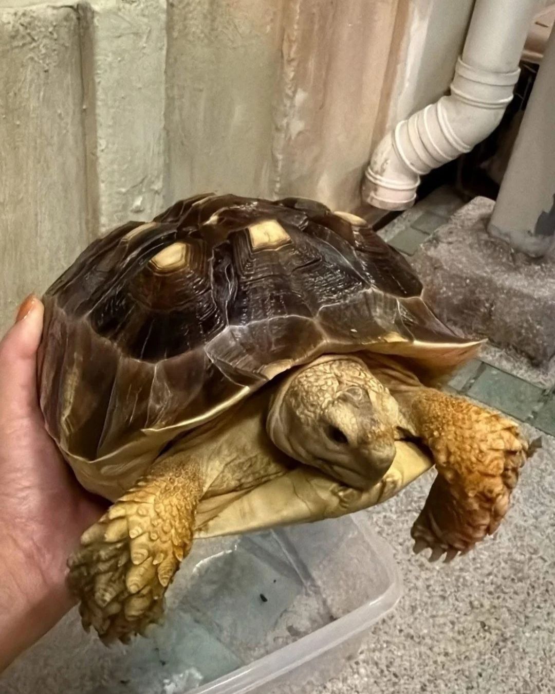 Câu chuyện cảm động về lính cứu hỏa giải cứu thú cưng trong vụ cháy chung cư Hong Kong - Ảnh 6.