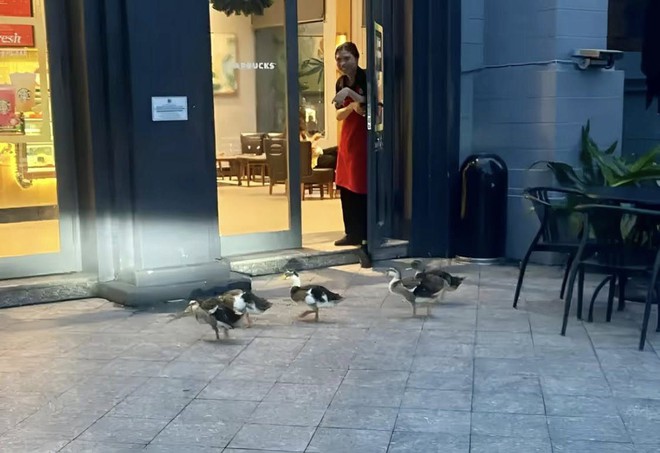 Fanpage của Vinpearl Nha Trang thông báo về tình trạng của đàn vịt Fanpage của Vinpearl Nha Trang thông báo về tình trạng của đàn vịt