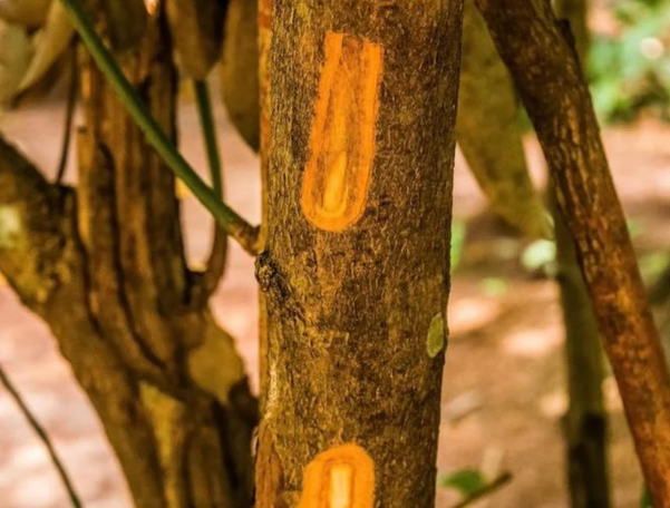 Một loại ‘vàng nâu’ quý báu của thế giới nhưng Việt Nam trồng bạt ngàn: Từ thân đến là đều ra tiền, thu về gần 250 triệu USD kể từ đầu năm - Ảnh 1.