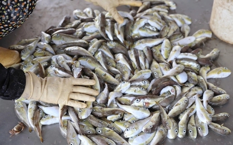 Loại cá chứa chất kịch độc khiến nhiều người rơi vào nguy kịch sau khi ăn: Cách nhận biết - Ảnh 2.