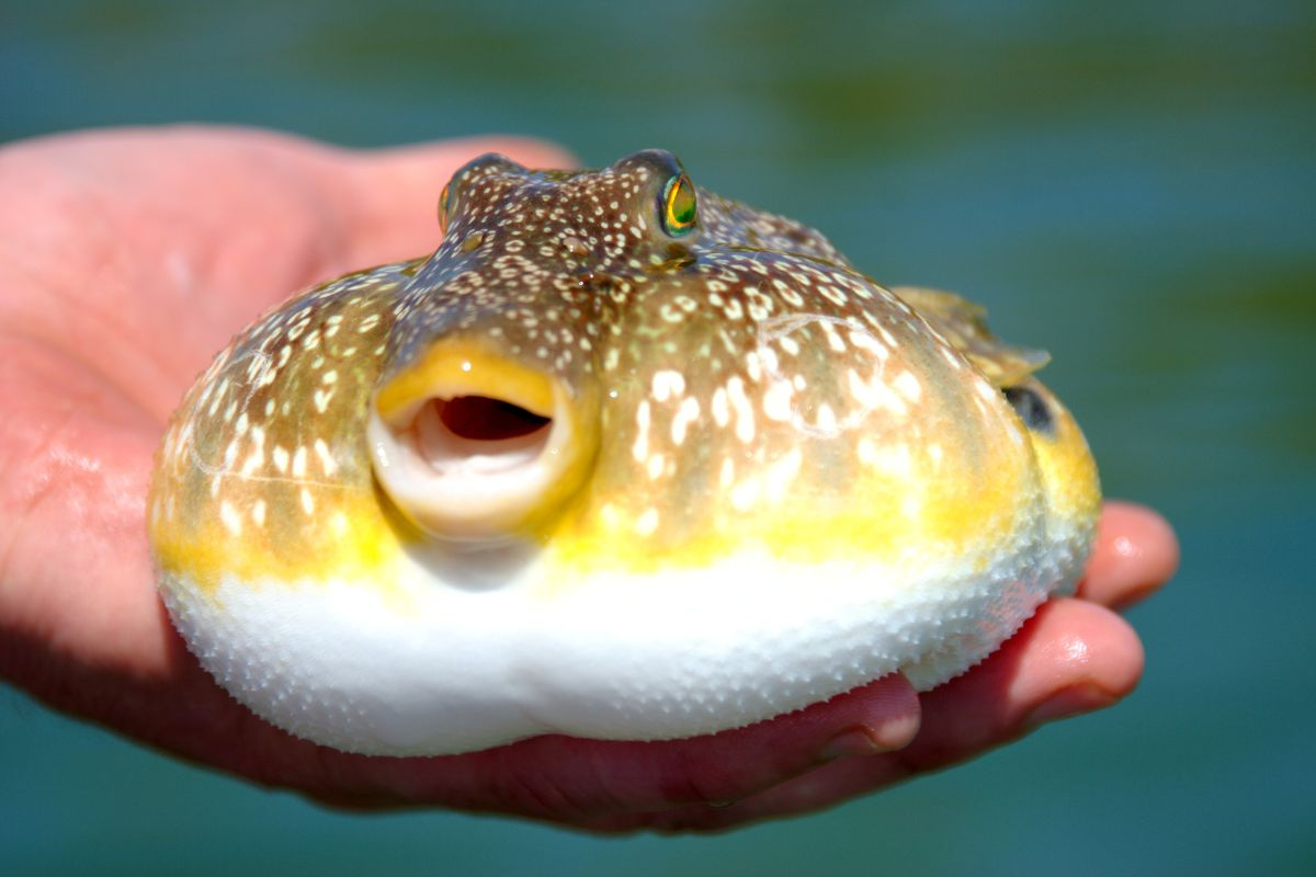 Loại cá chứa chất kịch độc khiến nhiều người rơi vào nguy kịch sau khi ăn: Cách nhận biết - Ảnh 6.