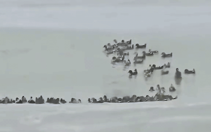 Fanpage của Vinpearl Nha Trang thông báo về tình trạng của đàn vịt Fanpage của Vinpearl Nha Trang thông báo về tình trạng của đàn vịt