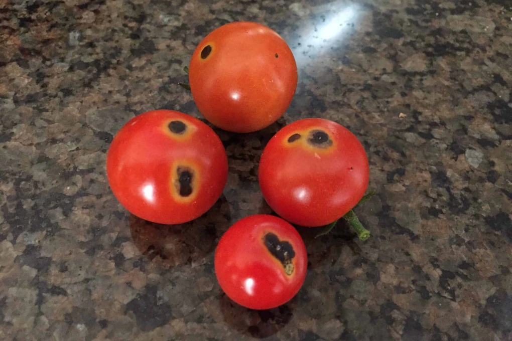 Đi chợ thấy 5 loại rau củ này thì quay lưng mà đi, tuyệt đối KHÔNG MUA- Ảnh 4.