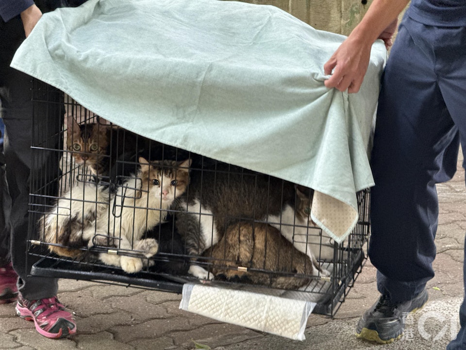 Câu chuyện cảm động về lính cứu hỏa giải cứu thú cưng trong vụ cháy chung cư Hong Kong - Ảnh 3.