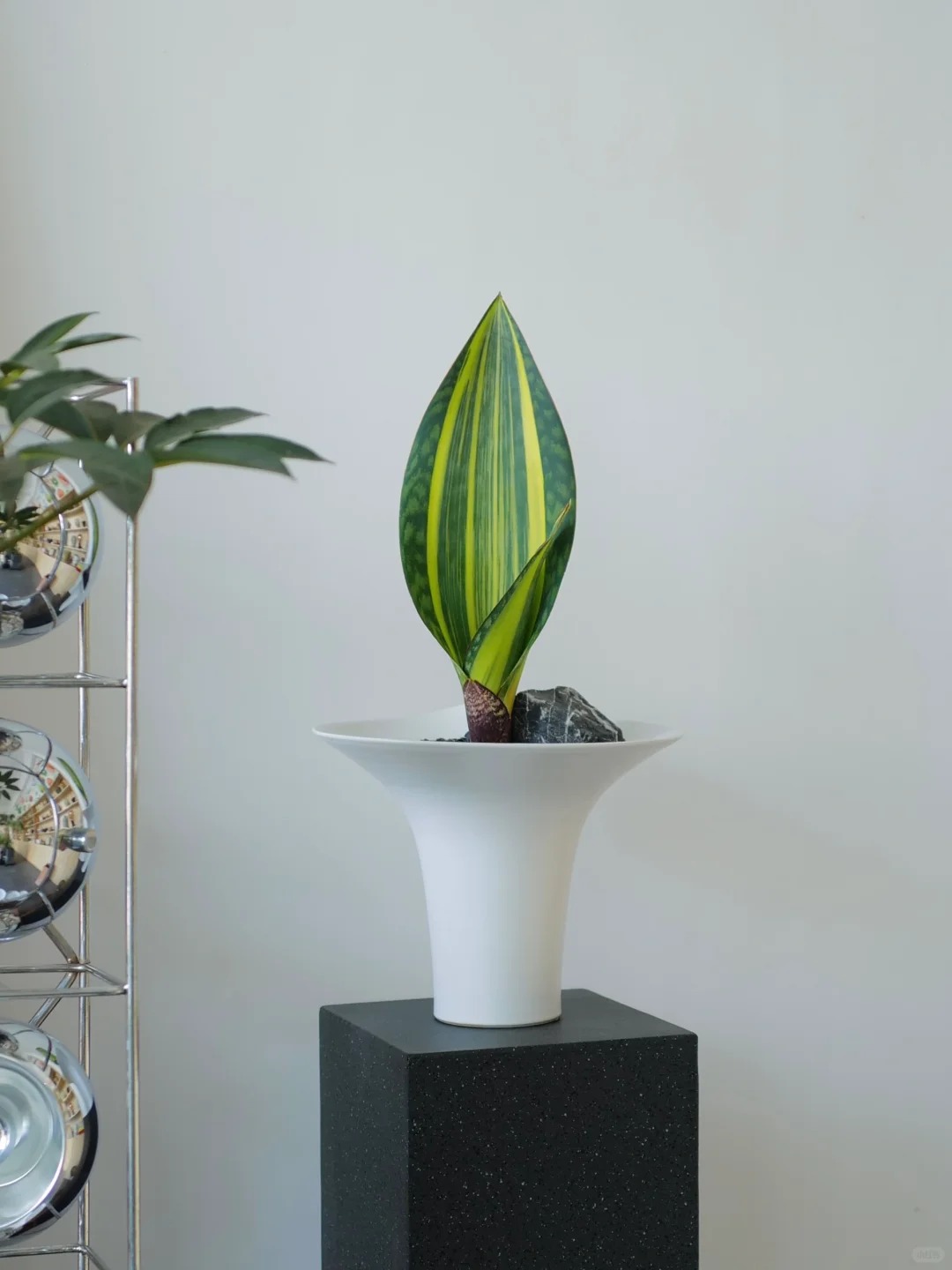 Lưỡi Hổ Là Cây Hút Tài Hay Phá Tài? Xem Lại Cách Bạn Đang Đặt Cây Trong Nhà- Ảnh 13. Lưỡi Hổ Là Cây Hút Tài Hay Phá Tài? Xem Lại Cách Bạn Đang Đặt Cây Trong Nhà- Ảnh 13.