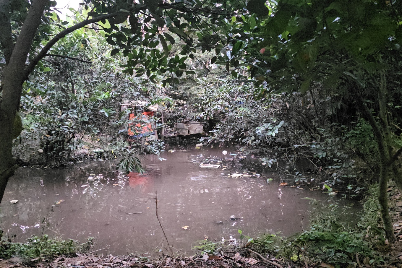 Thương tâm bé trai 5 tuổi ở TPHCM tử vong vì đuối nước tại ao nước sau nhà trọ - Ảnh 1.