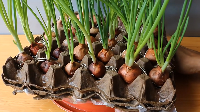 8 loại cây đuổi muỗi, ruồi, gián hiệu quả: Nhà nào cũng nên trồng ít nhất một cây - Ảnh 3.