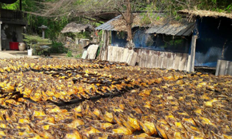 Châu Âu đang thiếu hụt một mặt hàng mở ra cơ hội lớn cho Việt Nam: Thu về gần 150 triệu USD, cả thế giới tranh nuôi nhưng chỉ nước ta tạo ra ngành công nghiệp - Ảnh 1.