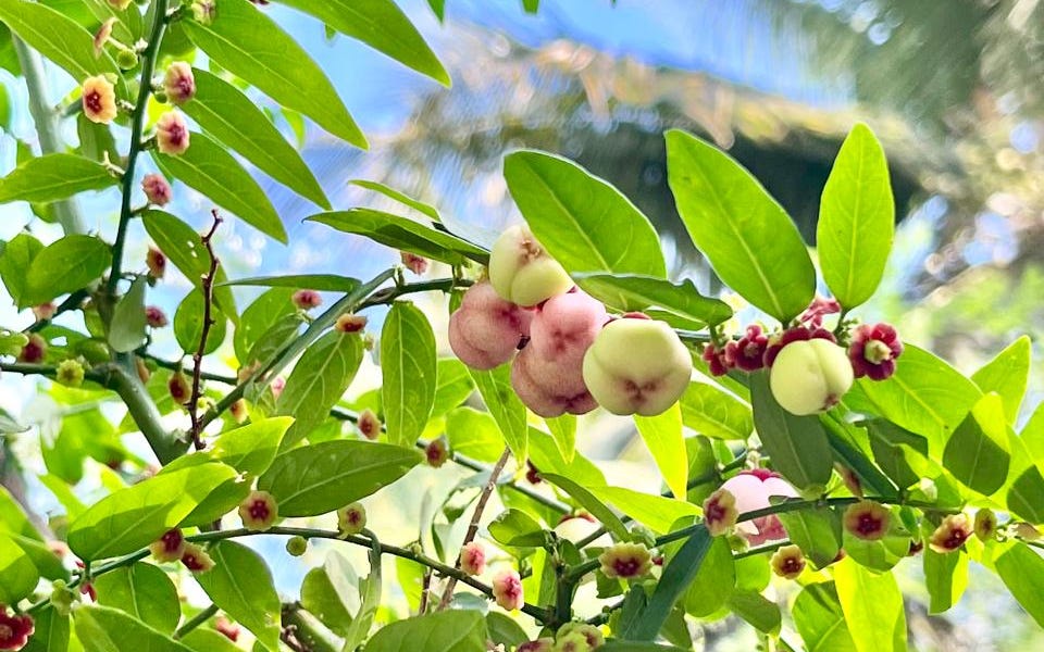 Loại rau nhiều sắt gấp 6 lần thịt bò, giúp bồi bổ sức khỏe: Mọc đầy góc vườn, còn được dùng làm thuốc - Ảnh 3.