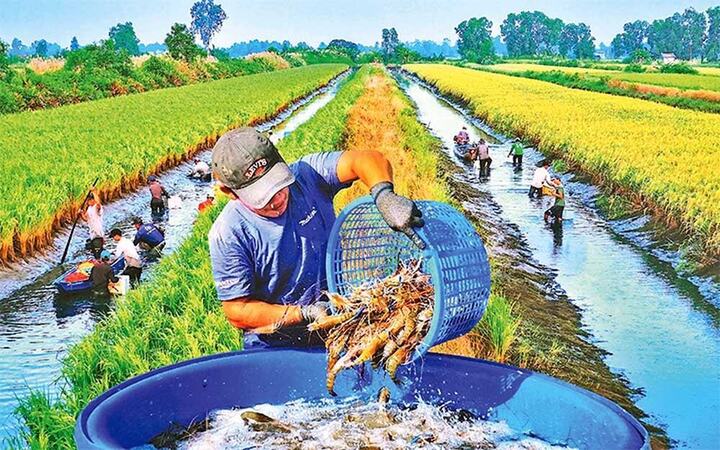 Cà Mau đột phá phát triển nông nghiệp công nghệ cao, hướng tới tương lai xanh- Ảnh 1.