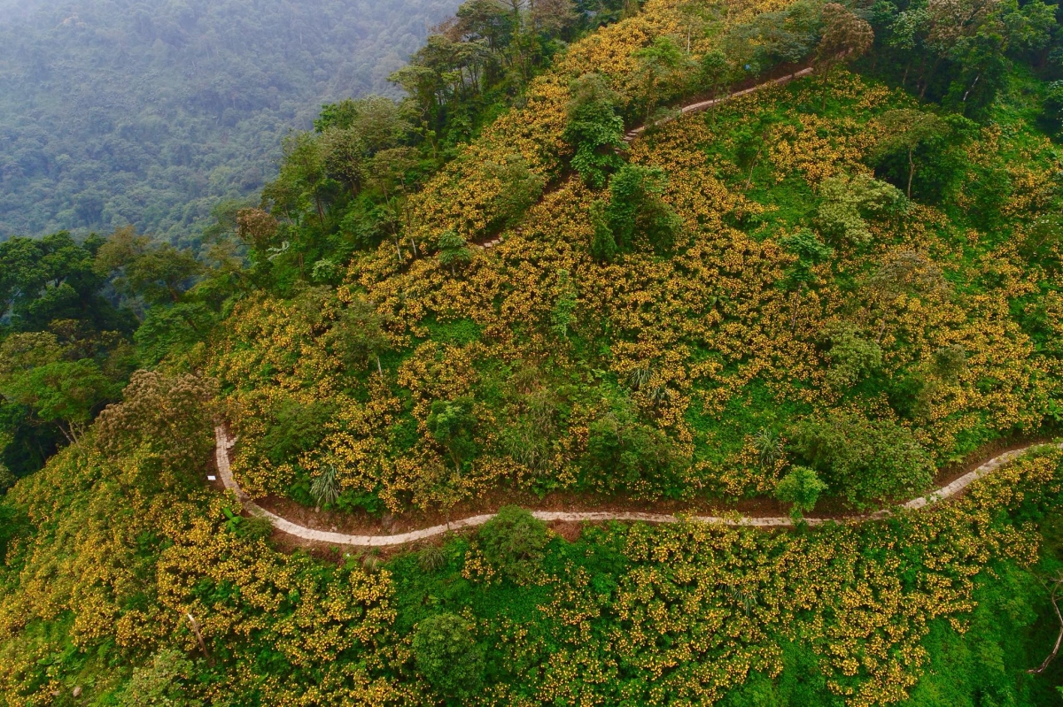 Cảnh tượng ngay lúc này ở Ba Vì, Hà Nội: Du khách trầm trồ nhận xét "Cả năm chỉ có 1 lần!"- Ảnh 4.