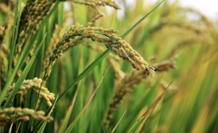 Quốc gia mua gạo nhiều nhất thế giới vừa gia hạn lệnh cấm nhập khẩu đến hết năm 2025, đề xuất áp thuế lên đến 50% từ những thị trường này- Ảnh 1.