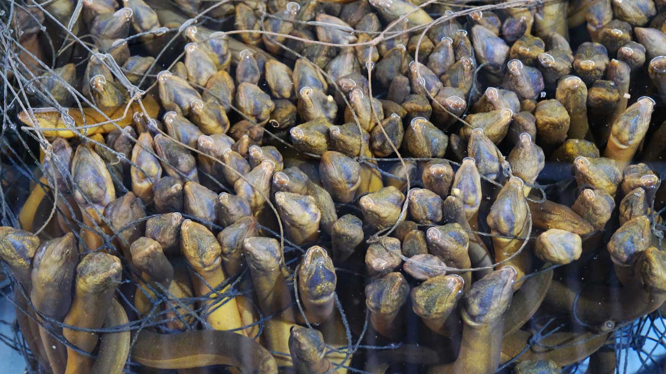 Báu vật của Cần Giờ đang cạn kiệt- Ảnh 2.