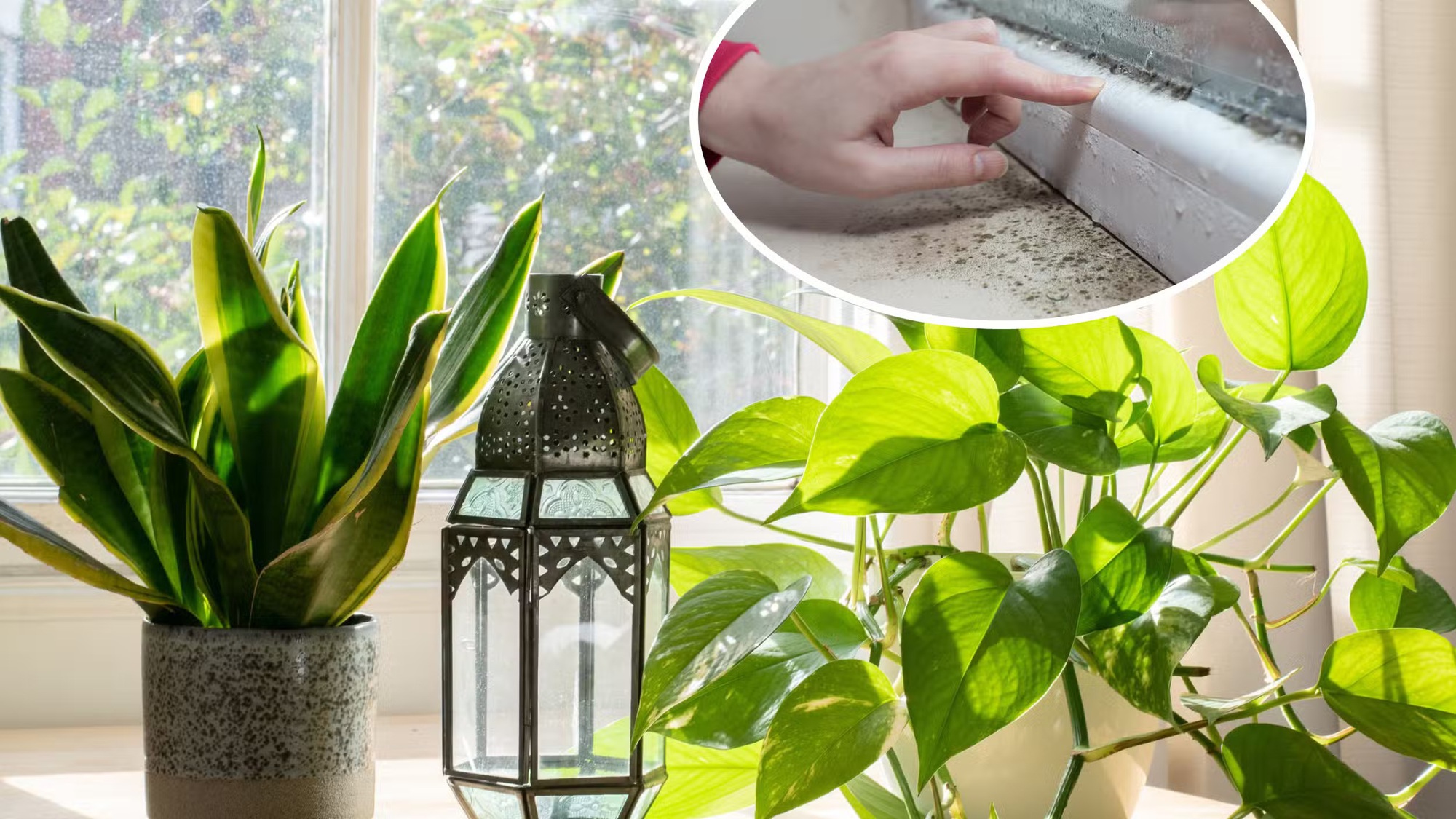 7 loại cây làm sạch không khí, hút ẩm và ngăn nấm mốc sinh sôi trong nhà- Ảnh 1. 7 loại cây làm sạch không khí, hút ẩm và ngăn nấm mốc sinh sôi trong nhà- Ảnh 1.