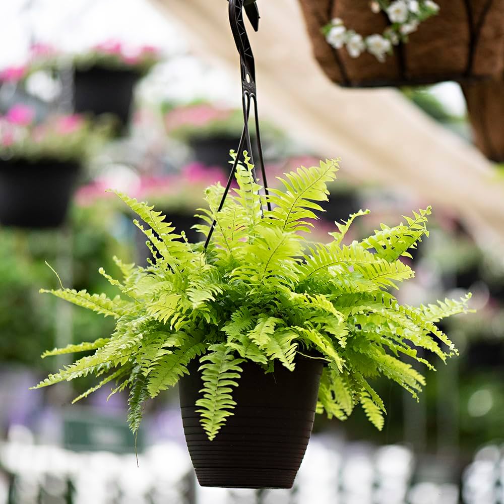 7 loại cây làm sạch không khí, hút ẩm và ngăn nấm mốc sinh sôi trong nhà- Ảnh 4. 7 loại cây làm sạch không khí, hút ẩm và ngăn nấm mốc sinh sôi trong nhà- Ảnh 4.