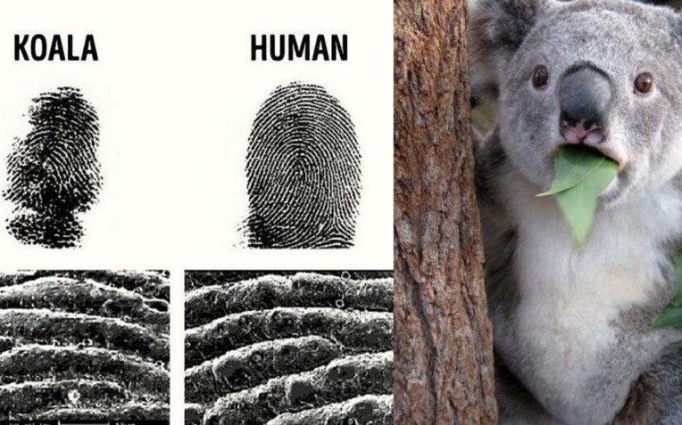 Những sự thật kỳ lạ tr&ecirc;n thế giới m&agrave; ai cũng nghĩ l&agrave; 