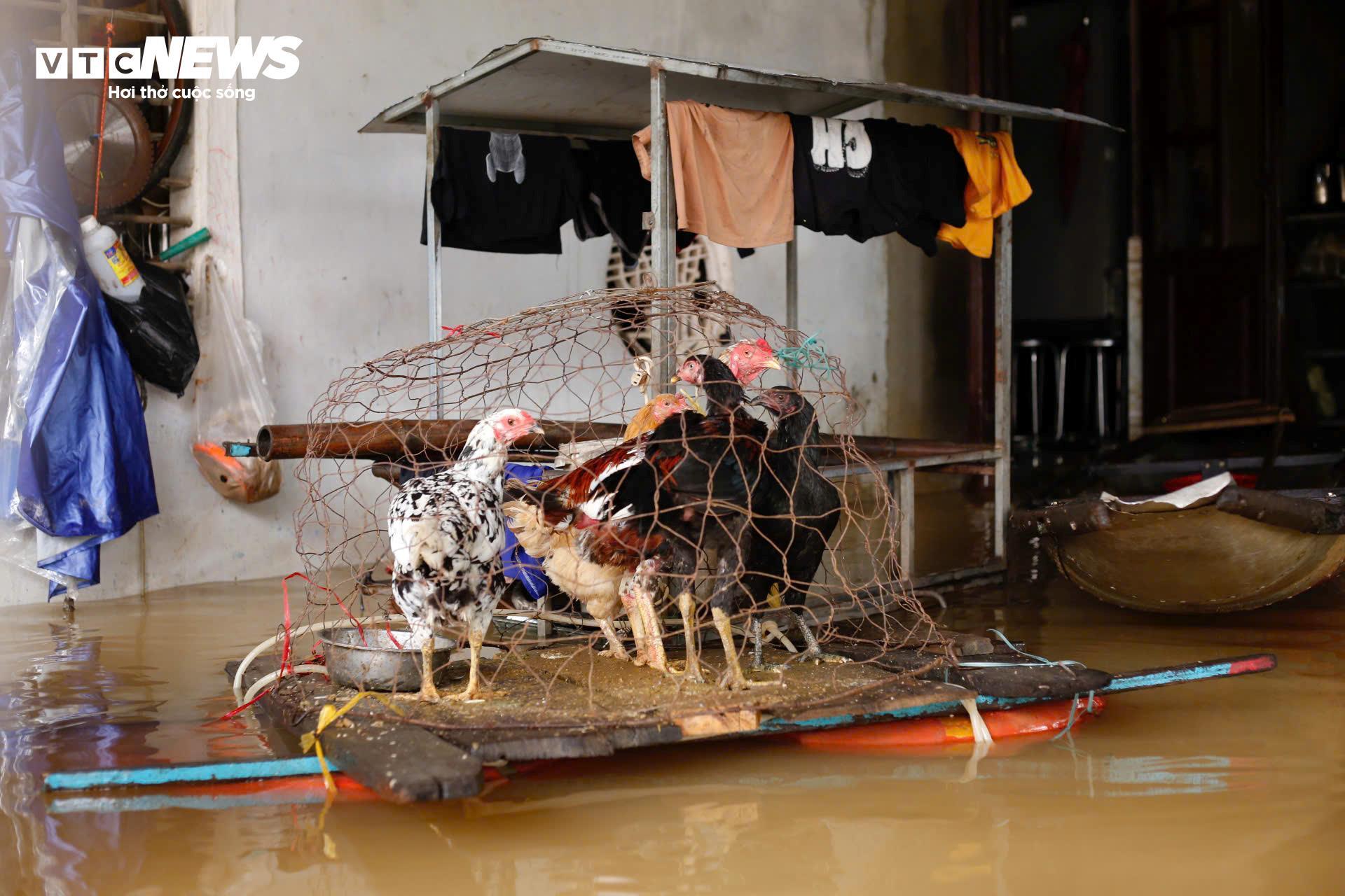 Nước sông dâng vượt xa báo động 3, TP Huế tiếp tục chìm trong biển nước- Ảnh 3. Nước sông dâng vượt xa báo động 3, TP Huế tiếp tục chìm trong biển nước- Ảnh 3.