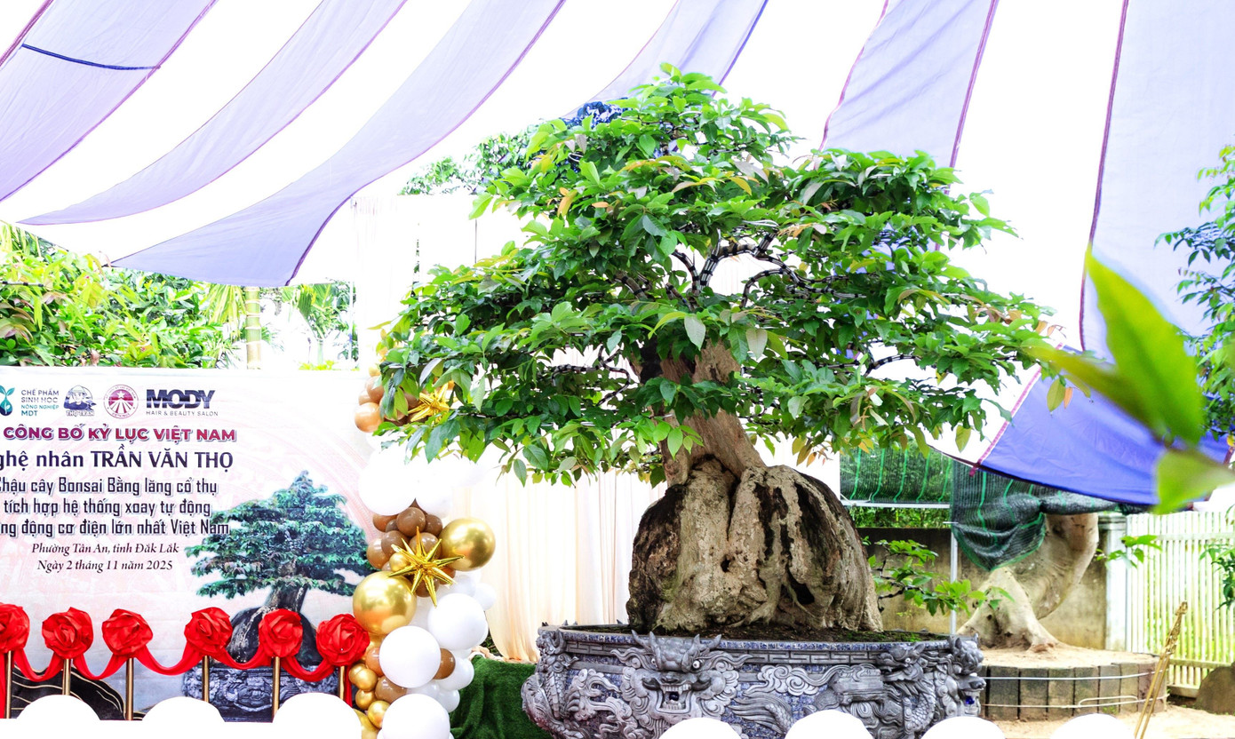 Xác lập kỷ lục Việt Nam cho chậu bonsai bằng lăng xoay tự động độc nhất vô nhị- Ảnh 1.